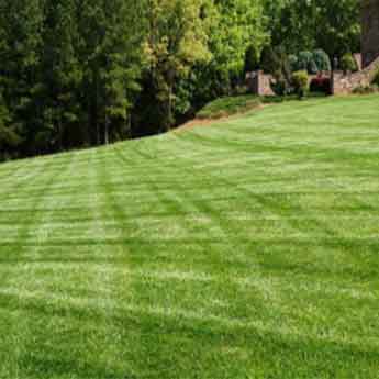 Sod Installation